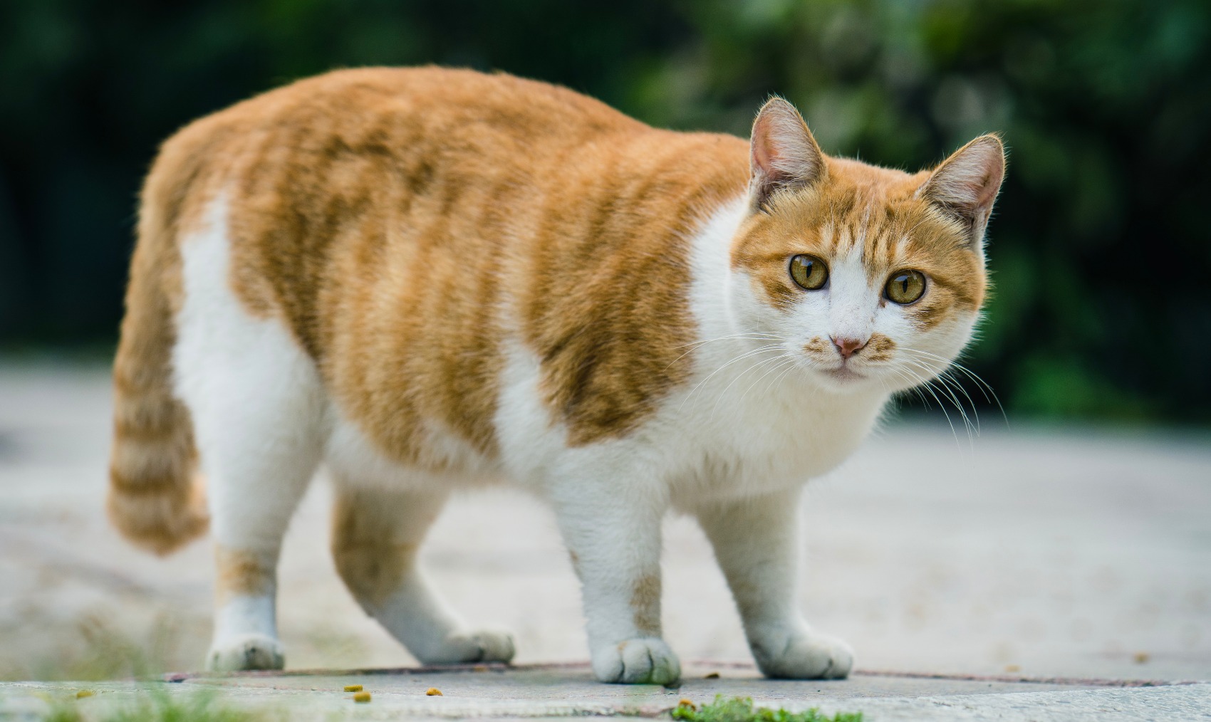 Cio e Gestação em gatas